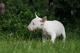 BULL TERRIER MINIATURE 169